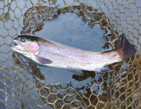 ルアー＆フライで楽しめました